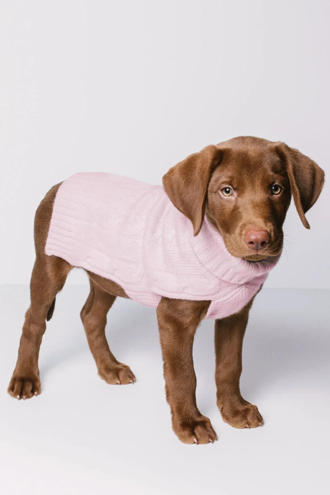 CABLE DOG SWEATER - PIXIE