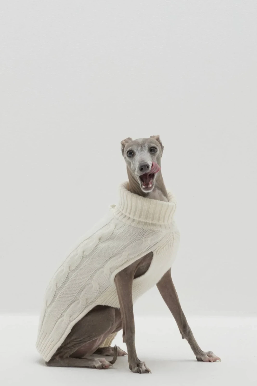 CABLE DOG SWEATER - ECRU