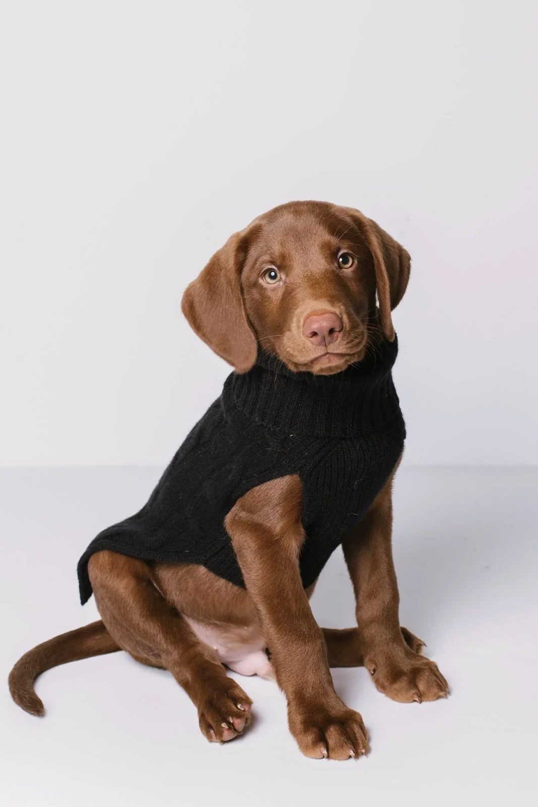 CABLE DOG SWEATER - BLACK