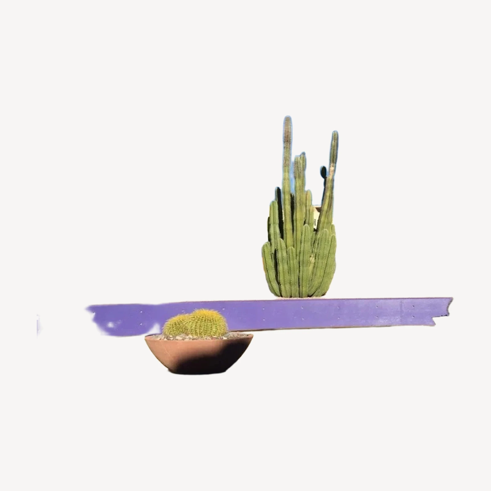 Gelos Ring